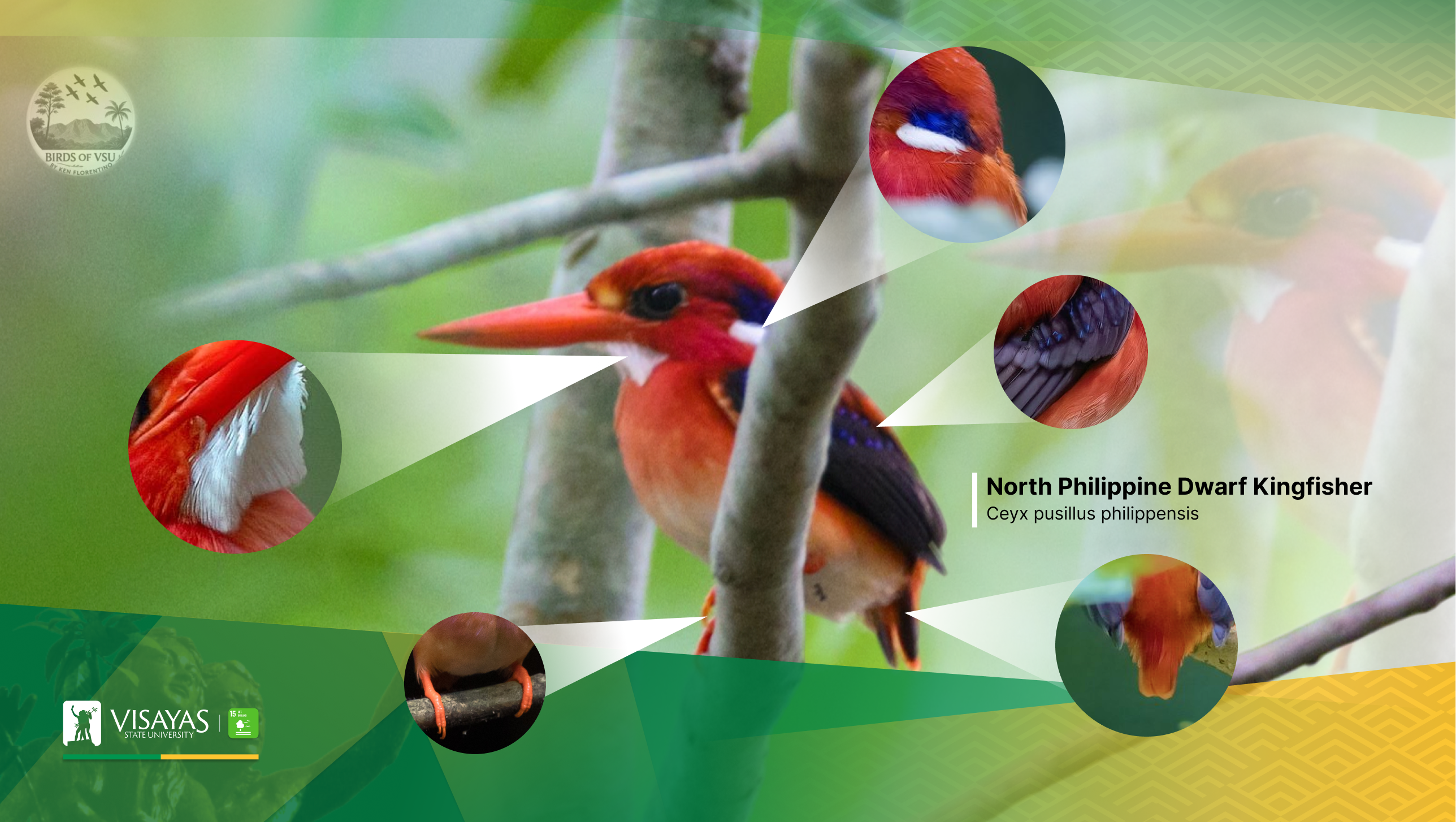 A-Tiny-Jewel-in-the-Forests-of-VSU-The-North-Philippine-Dwarf-Kingfisher